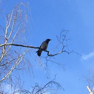 Hooded Crow