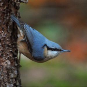 Wood Nuthatch