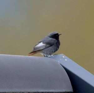 Black Redstart