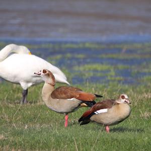 Egyptian Goose