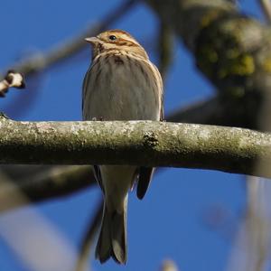 Reed Bunting