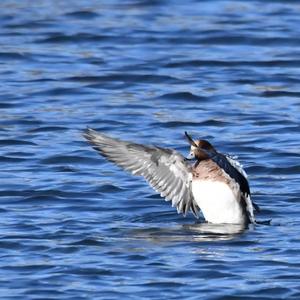 Eurasian Wigeon