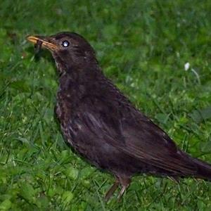 Eurasian Blackbird