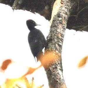 Black woodpecker