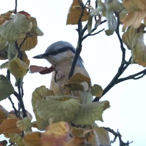 Wood Nuthatch