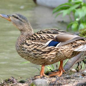 Mallard