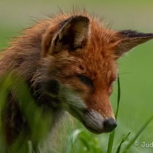 Red Fox