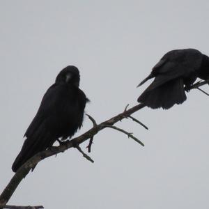 Carrion Crow