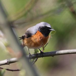 Common Redstart