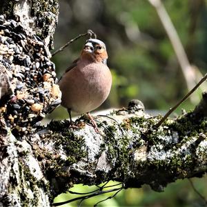 Eurasian Chaffinch