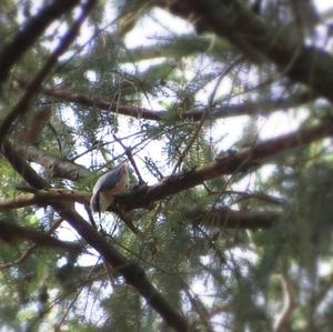 Wood Nuthatch