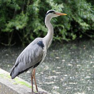 Grey Heron