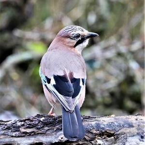 Eurasian Jay