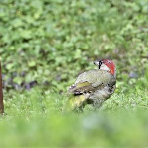 Eurasian Green Woodpecker