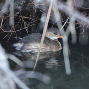 Little Grebe