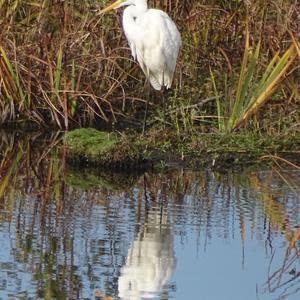 Great Egret