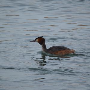 Great Crested Grebe