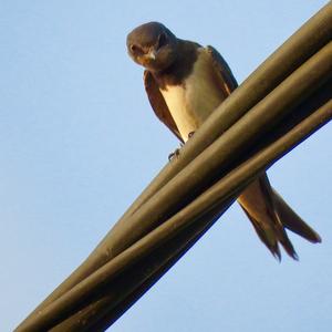 Barn Swallow