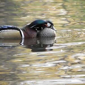 Wood Duck