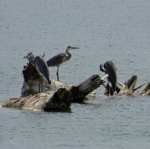 Grey Heron