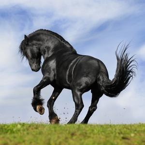 Friesian