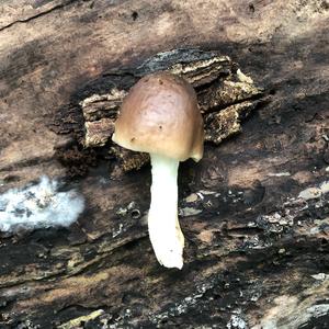 Fawn Mushroom