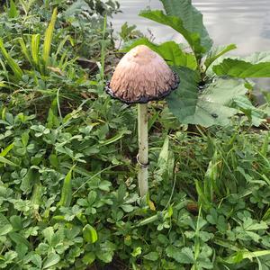 Shaggy Mane