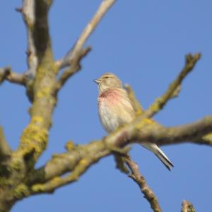 Eurasian Linnet