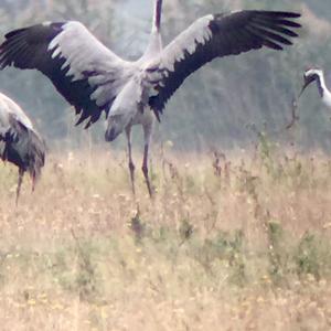 Common Crane