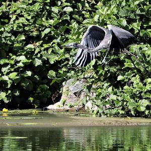 Grey Heron