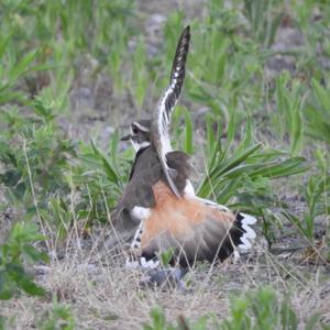 Killdeer