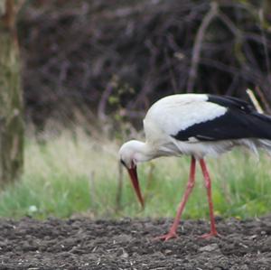 White Stork