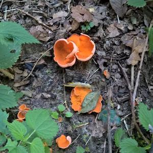 Orange Peel Fungus