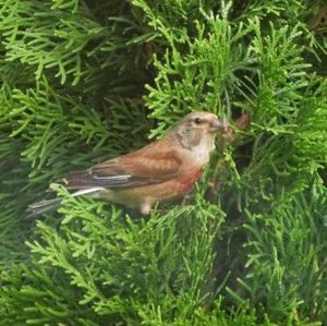 Eurasian Linnet