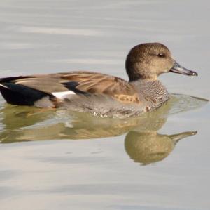 Gadwall