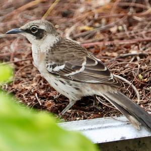 Galapagos Mockingbird