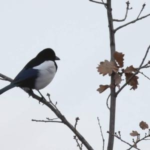 Black-billed Magpie