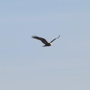 Western Marsh-harrier