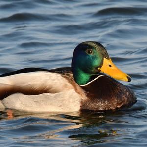 Mallard