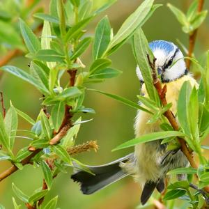 Blue Tit