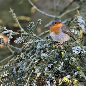 Rotkehlchen