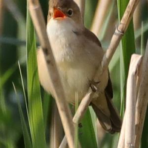 Eurasian Reed-warbler