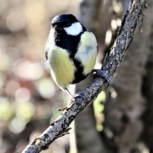 Great Tit