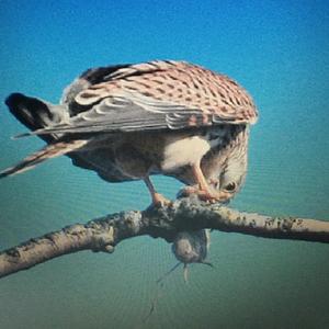 Common Kestrel