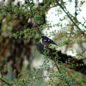 Eurasian Chaffinch