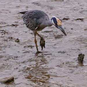 Yellow-crowned Night-heron