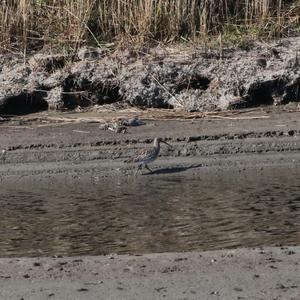 Eurasian Curlew