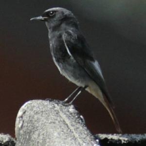 Black Redstart