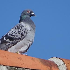 Rock Pigeon