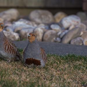 Grey Partridge